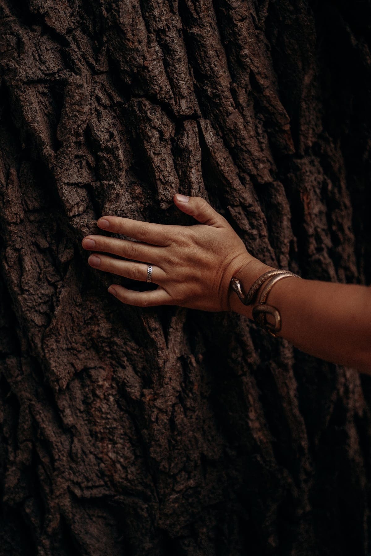 A hand resting against deep tree bark